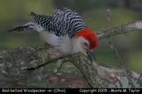 woodpecker red-bellied m1a.jpg