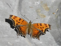 polygonia progne0055.jpg