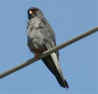 red-footed-falcon-kaz.jpg