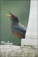 060824 Blue Rock Thrush6340.jpg