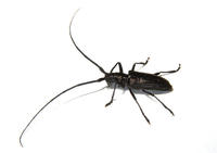 cerambycid6096.jpg