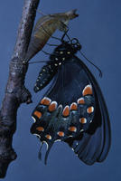 0016sbswallowtail-1.jpg