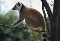lemur catta2.jpg