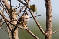 Long-tailed ground-dove.jpg