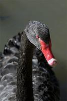 Swan Black2 Rolevink.jpg