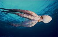 octopus III.jpg