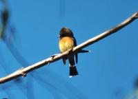 NOT SURE Tufted Flycatcher.jpg