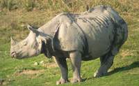 rhino2.jpg