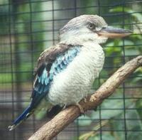 bluewingedkookaburra.jpg