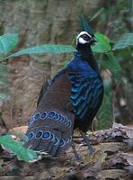 peacock22.jpg