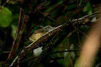 Plain antvireo.jpg