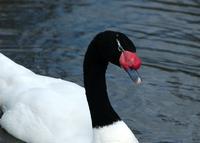 Black-necked-Swan.jpg