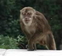 macaque13.jpg