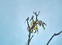 Long-tailed Silky-flycatcher.jpg