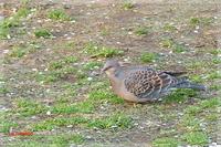 060416RufousTutle dove4333.jpg