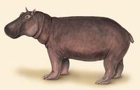 Hippopotamus amphibius.jpg