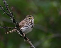 savannah~sparrow~705.jpg