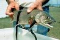 300px-Sea Lamprey fish.jpg