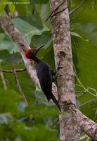 Andaman-Woodpecker-gc.jpg