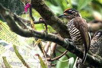 White-barred piculet.jpg