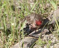 Com Redpoll foraging jpgs0807.jpg