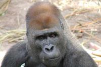 gorilla silverback.jpg