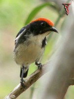 Bird024-M Scarlet-backed Flowerpecker.jpg