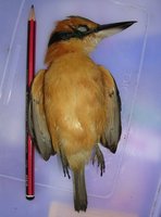 cinnamonbanded kingfisher at bauro ct.jpg
