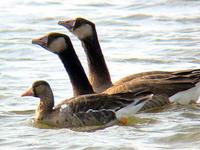IMG 1382 greater white fronted goose 320x.jpg