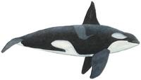 schwertwal-orcinus-orca.jpg