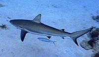 Carcharhinus perezii1.jpg