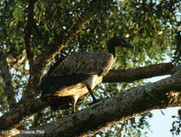 long-billed vulture-sp.jpg
