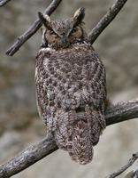horned~owl~612.jpg