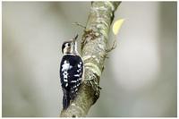 Grey-headed Pygmy Woodpecker RY.jpg