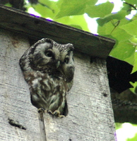 boreal owl.jpg