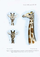 smit.giraffe.jpg