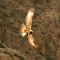 golden-eagle-kaz-2007.jpg
