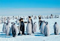 emperor-penguins.jpg