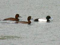 IMG 2951 greater scaup 448w.jpg