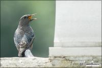 060824 Blue Rock Thrush6358.jpg