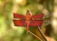 55427078.Dragonfly1.jpg