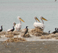 dalmatian-pelicans-kaz.jpg