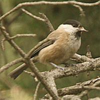 songar-tit-2-kaz-2007.jpg