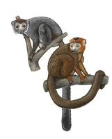 Lemur coronatus.jpg
