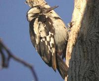 syrian-woodpecker-0904.jpg