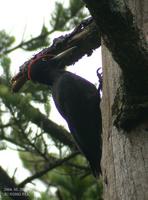 black-woodpecker 04-05-29-8055.jpg