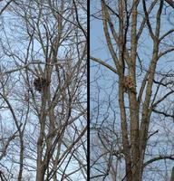 graysquirrel nests.jpg