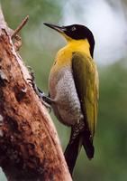 blackheadedwoodpecker.jpg