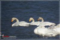 060121 Whooper Swan0511.jpg