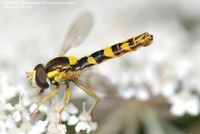 Sphaerophoria scripta 00014.jpg